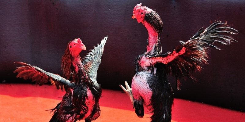 kudv bắn cá đổi thưởng