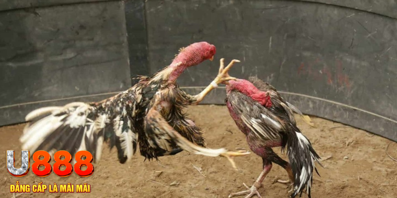 kudv xổ số hà nội hôm nay